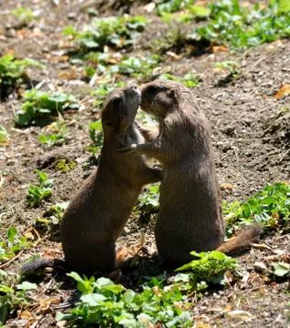 Animals - whiz Foto stock