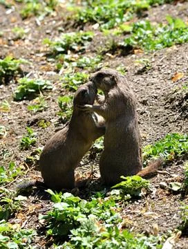 Animals - whiz Stock Photos