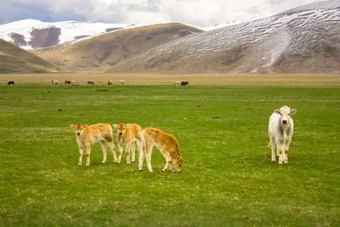 Animals in a wild landscape Stock Photos