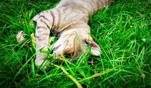 Animals /wildlife Stock Photos