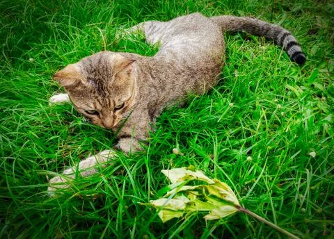 Animals /wildlife Stock Photos