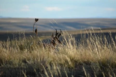 Animals in Wyoming Stock Photos