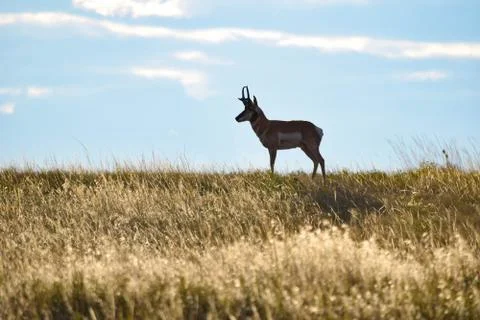 Animals in Wyoming Stock Photos