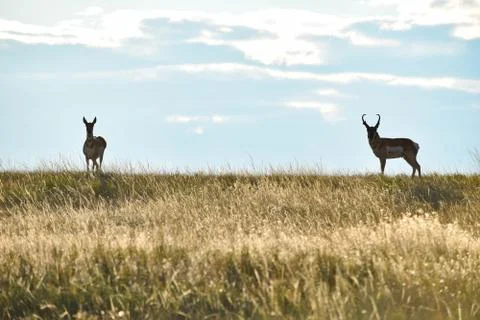 Animals in Wyoming Stock Photos