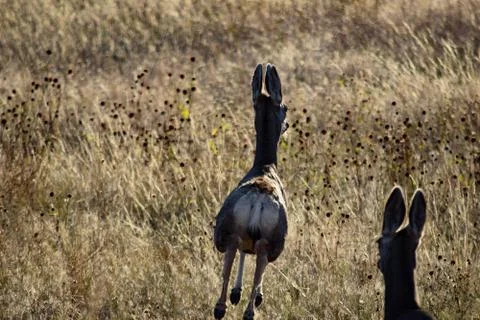 Animals in Wyoming Stock Photos