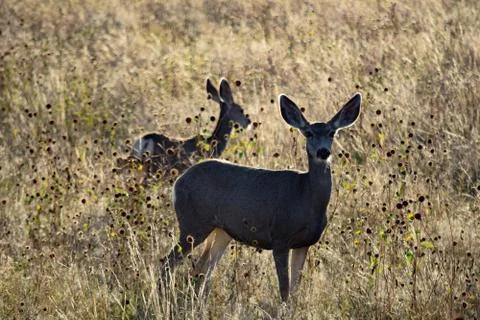 Animals in Wyoming Stock Photos