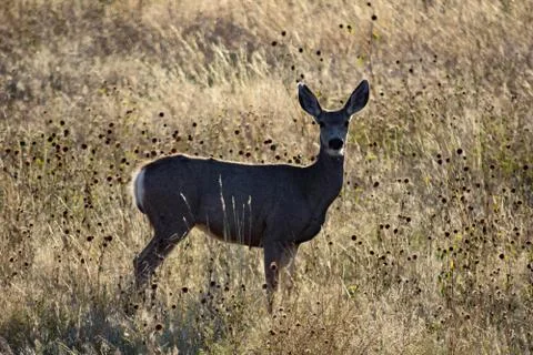 Animals in Wyoming Stock Photos