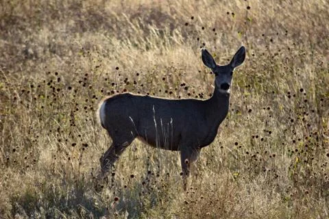 Animals in Wyoming Stock Photos