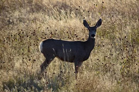 Animals in Wyoming Stock Photos