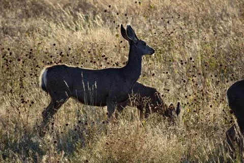Animals in Wyoming Stock Photos