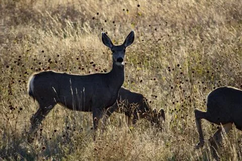 Animals in Wyoming Stock Photos