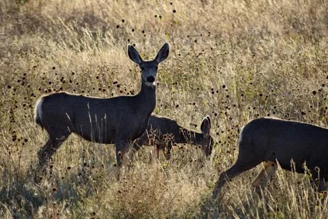 Animals in Wyoming Stock Photos