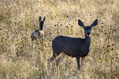 Animals in Wyoming Stock Photos