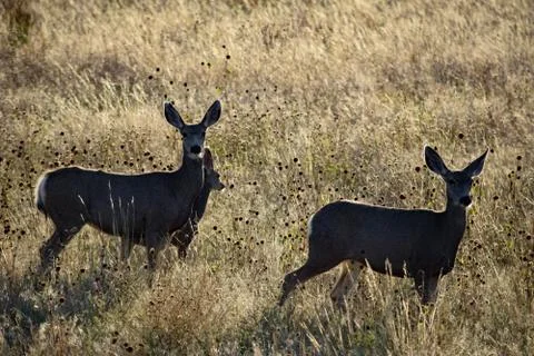 Animals in Wyoming Stock Photos