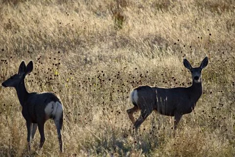 Animals in Wyoming Stock Photos
