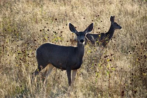 Animals in Wyoming Stock Photos