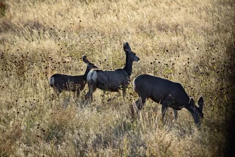Animals in Wyoming Stock Photos