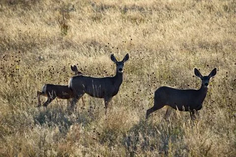 Animals in Wyoming Foto stock