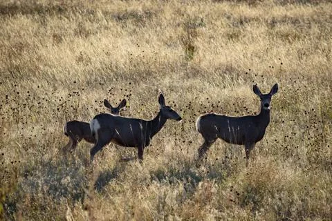 Animals in Wyoming Stock Photos