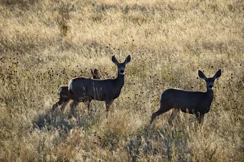 Animals in Wyoming Stock Photos