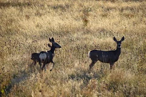 Animals in Wyoming Stock Photos