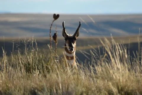 Animals in Wyoming Stock Photos