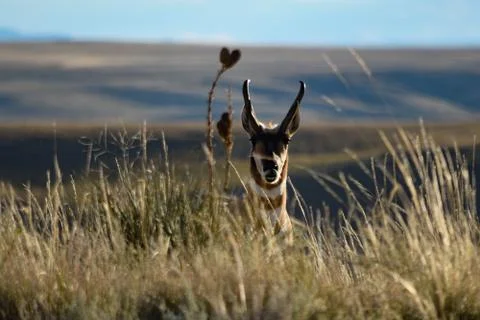 Animals in Wyoming Stock Photos