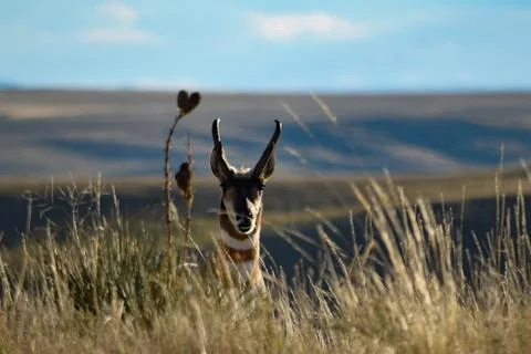Animals in Wyoming Stock Photos