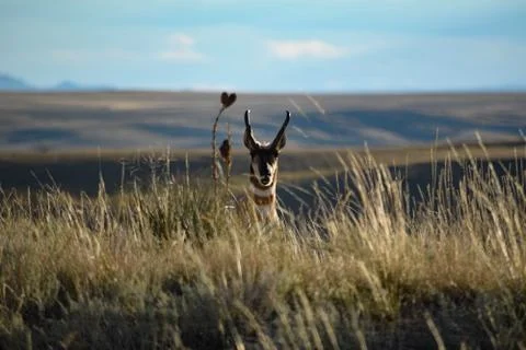 Animals in Wyoming Stock Photos