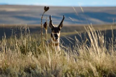 Animals in Wyoming Stock Photos