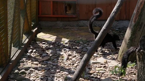 Animals at the zoo Stock Footage 92059925