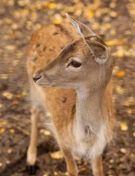 Animals in the zoo Stock Photos