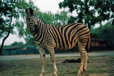 Animals at the zoo Stock Photos