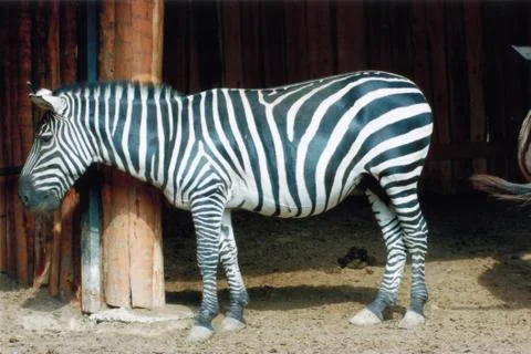 Animals at the zoo Stock Photos