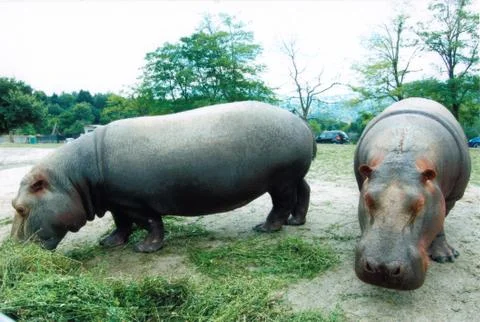 Animals at the zoo Stock Photos