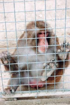 Animals at the zoo Stock Photos