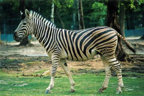 Animals at the zoo Stock Photos