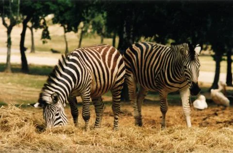 Animals at the zoo Stock Photos