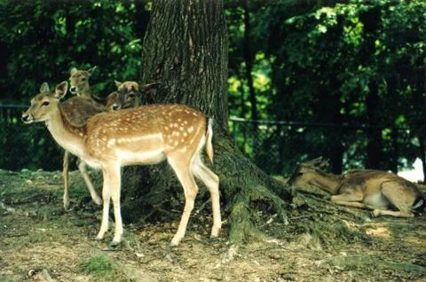 Animals at the zoo Stock Photos