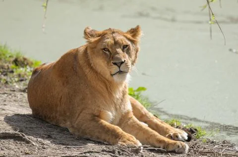 Animals in the zoo Stock Photos