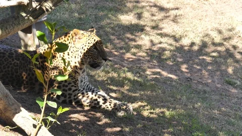 Animals at Zoo in Valencia. Leopard. Stock Footage 102407534