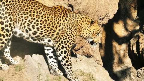 Animals at Zoo in Valencia. Leopard. Видео 102407560