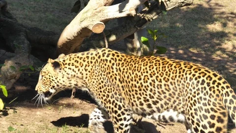Animals at Zoo in Valencia. Leopard. Видео 102407889