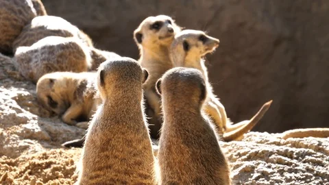 Animals at Zoo in Valencia. meerkat Stock Footage
