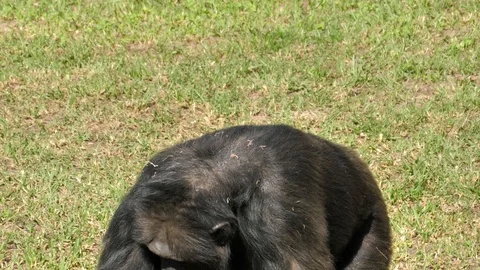 Animals at Zoo in Valencia.  Monkey. Видео 102407691