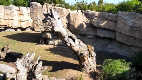 Animals at Zoo in Valencia. Monkey. Видео 102407714