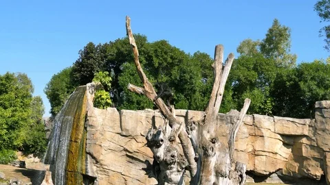 Animals at Zoo in Valencia. Monkey. Stock Footage 102407764