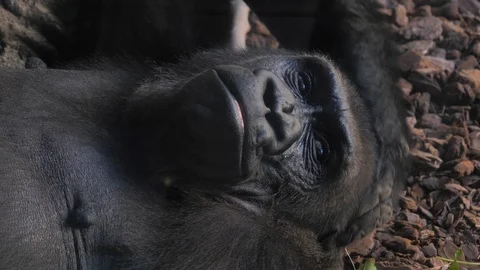 Animals at Zoo in Valencia. Monkey. Видео 102407839