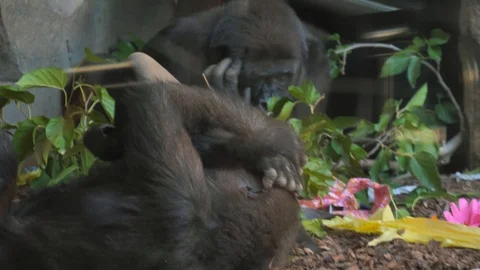 Animals at Zoo in Valencia. Monkey. Stock Footage 102407848