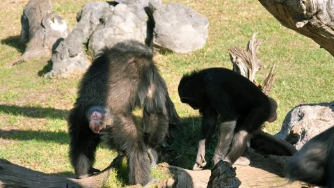 Animals at Zoo in Valencia. Monkey. Видео 102407862